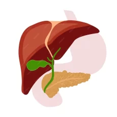 human-liver-pancreas-gallbladder-vector-flat-illustration_650087-211